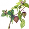 Tomatillo, Physalis ixocarpa